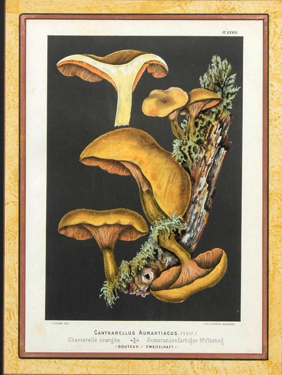 19th Century French Set Four Mushroom Chromolithographs For Sale