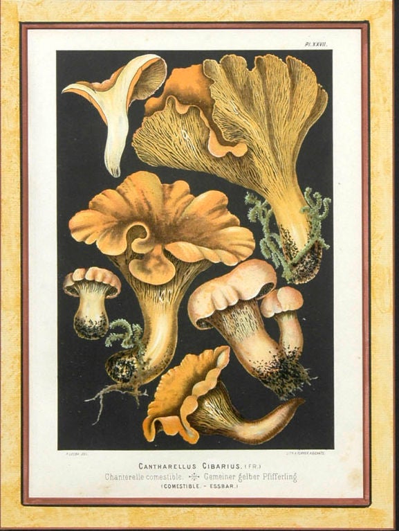 French Set Four Mushroom Chromolithographs