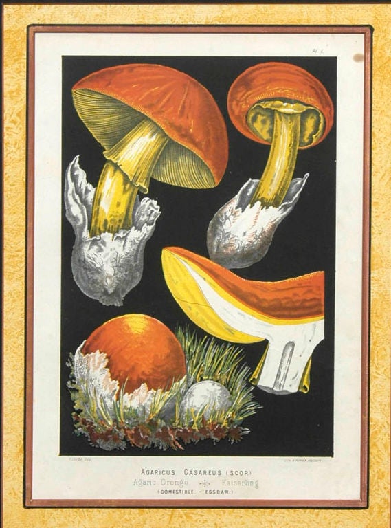 Paper French Set Four Mushroom Chromolithographs For Sale