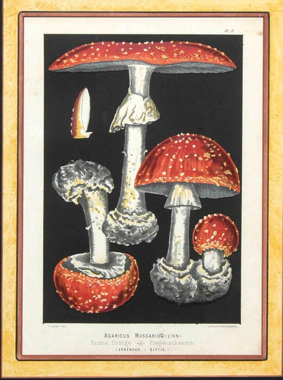 French Set Four Mushroom Chromolithographs In Excellent Condition For Sale In Sheffield, MA