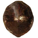Tortoise Shell