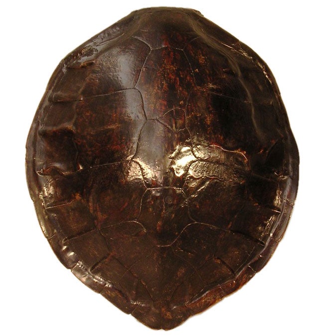 Guscio di tartaruga