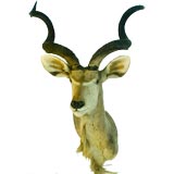 Mammoth Mounted African Antelope Head