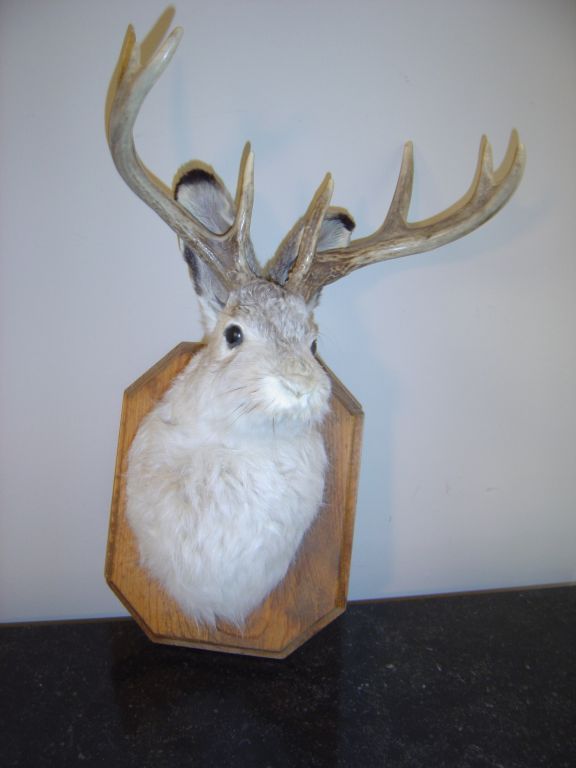 A mounted Jack-a-lope head from the office of Melvin Belli