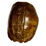 Large Snapping Turtle shell as on cover Elle decor for your room