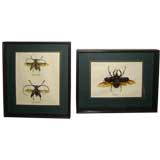3 large taxidermied unusual beetles from the South Pacific