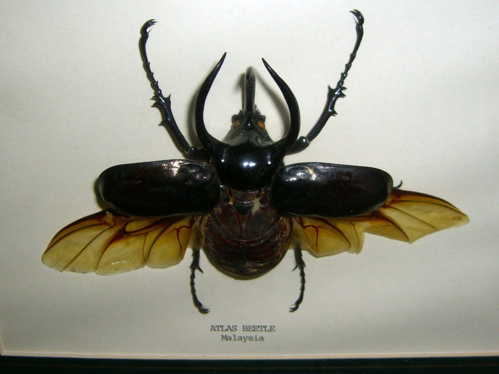 3 large taxidermied unusual beetles from the South Pacific