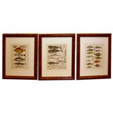 3 1830's lithographs of fish species nicely framed & matted
