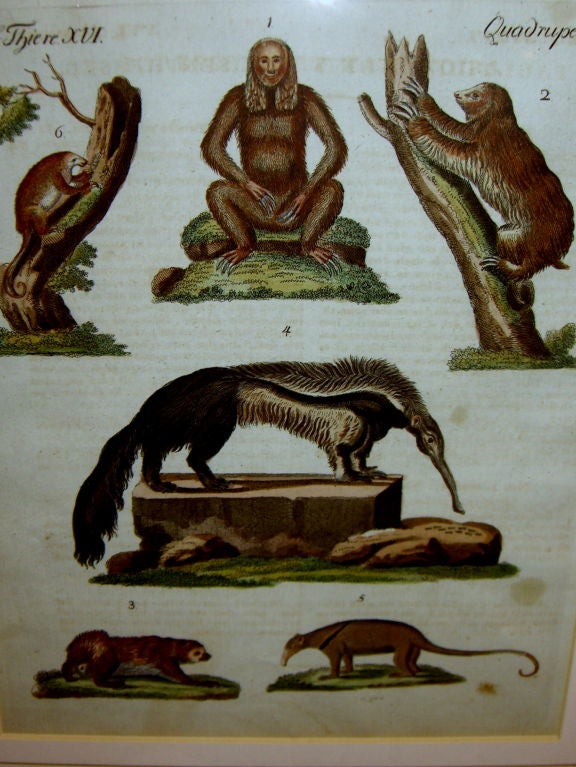 A nice 18th century period hand colored lithograph of mammals