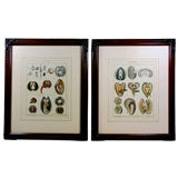19th century period hand painted lithos mollusks nice frames