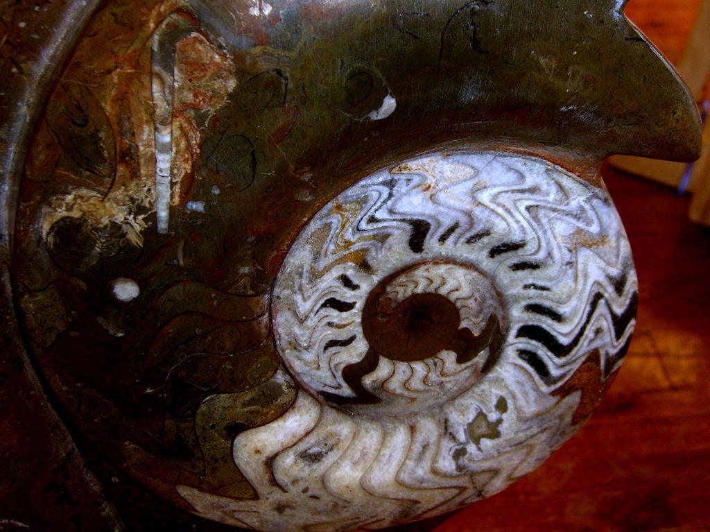 African Stunning large Ammonite fossilized sculpture 65+ million yrs old