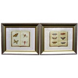Pr watercolors depicting butterflies moths Indian Jaggu Prasad