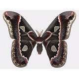 Rothschilda Cincta moth by Joseph Scheer
