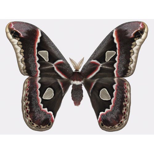 Rothschilda Cincta moth by Joseph Scheer