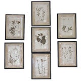 Vintage Set of Thirteen Framed Botanicals