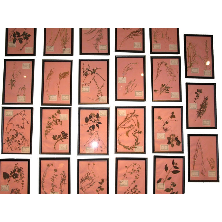 Set of Twenty Three Early 20th Century Framed Botanicals