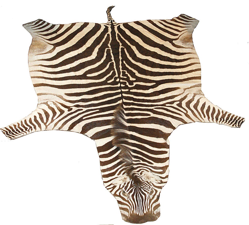 Trophy Grade Zebra Skin
