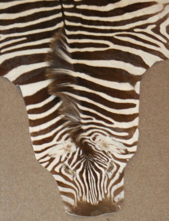 'Trophy' Grade (THE BEST) South African Burchell's Zebra Skin<br />
RARE FLAWLESS condition.   Very soft and lies flat.   Burchell's Zebra is considered to be the most desirable because of the strong contrast between the stripes.  They are also the
