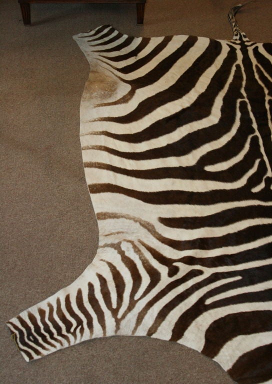 South African Trophy Grade Zebra Skin