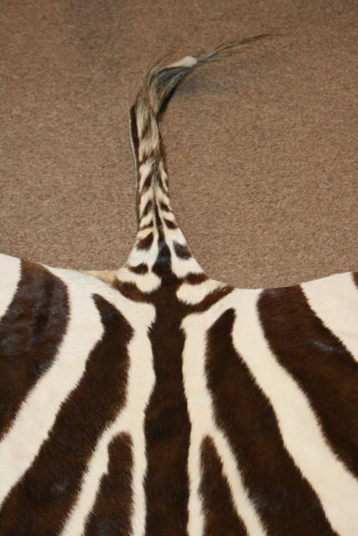 Contemporary Trophy Grade Zebra Skin