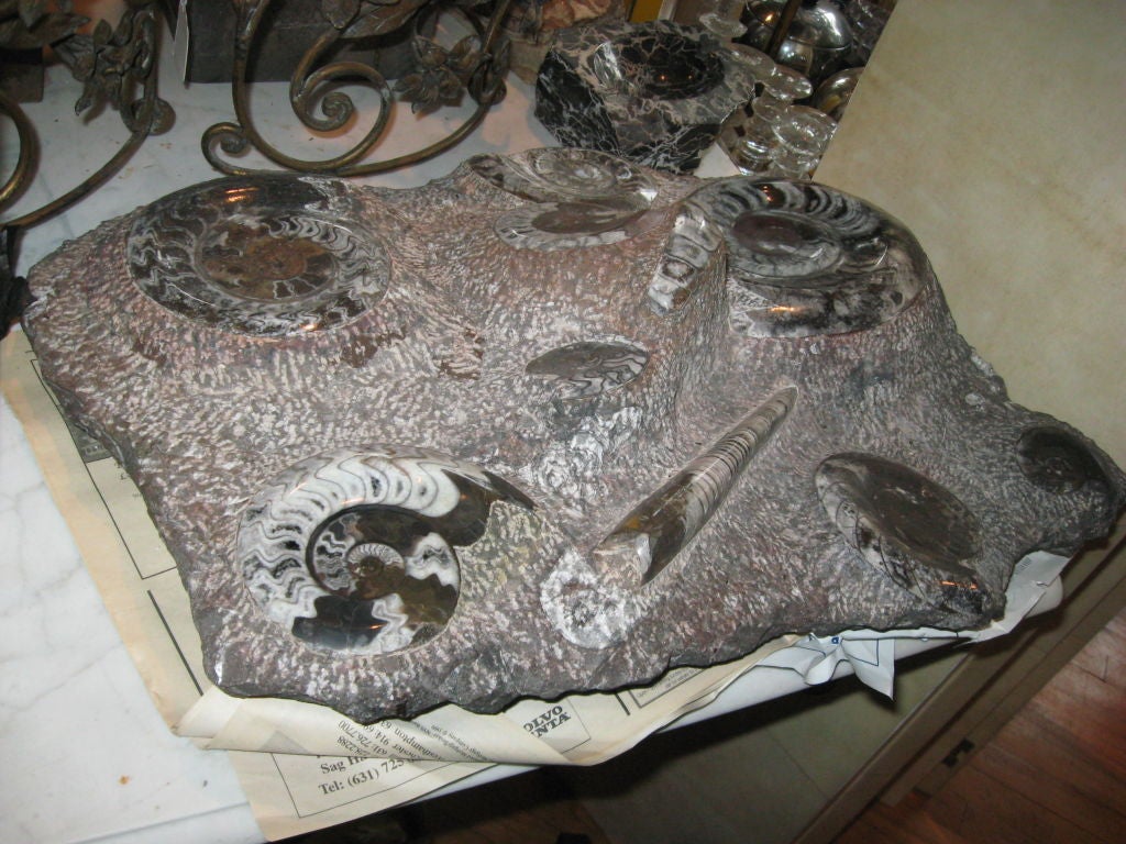 Large Fossilized Ammonites (ten) with a Lucite stand for vertical position.