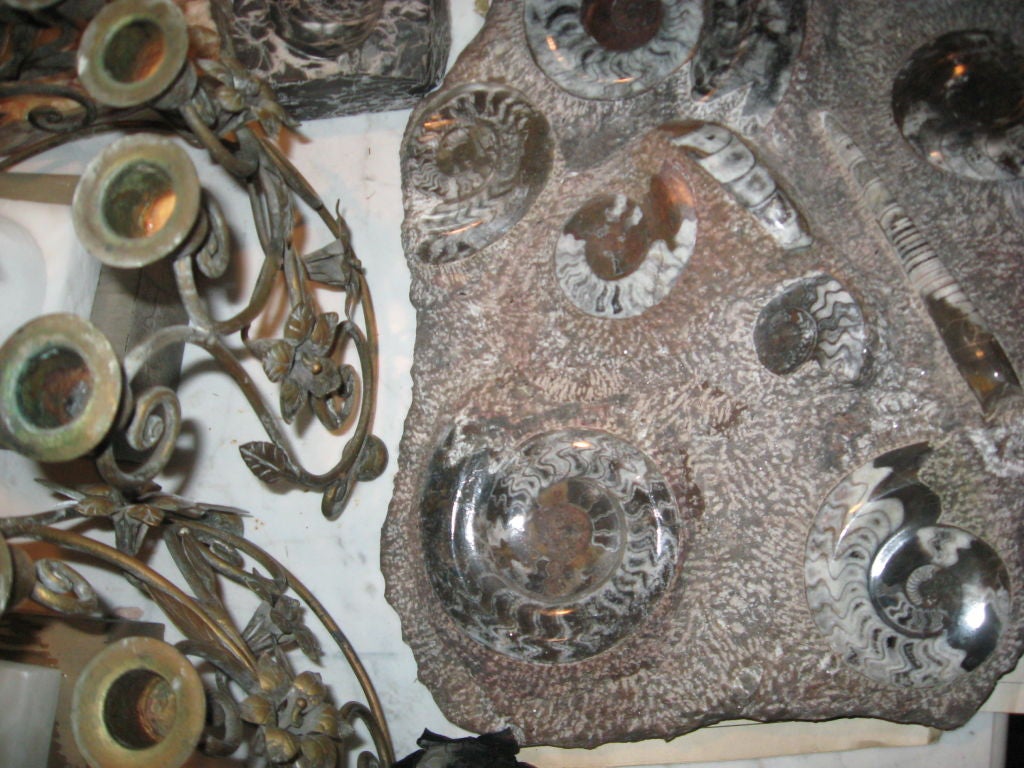 paperclip ammonite