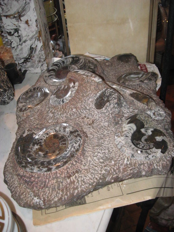 Fossilized Ammonites In Excellent Condition For Sale In Water Mill, NY