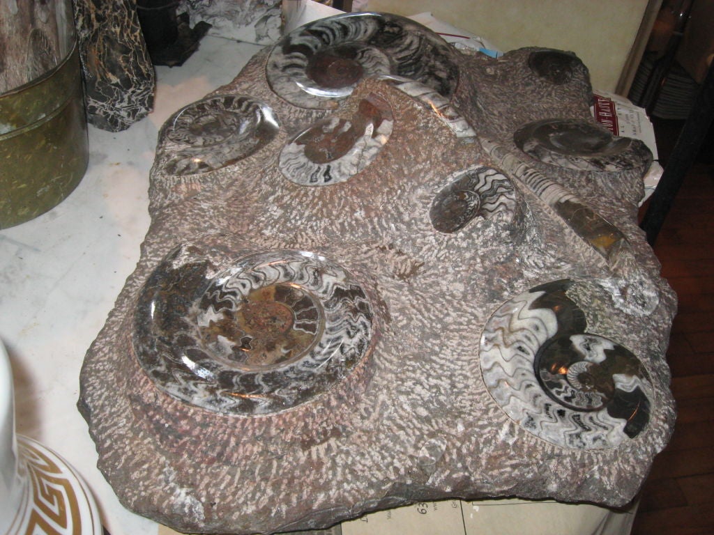 18th Century and Earlier Fossilized Ammonites For Sale