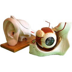 Vintage Anatomical  Ear Model