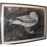 Sea Gull Drawing