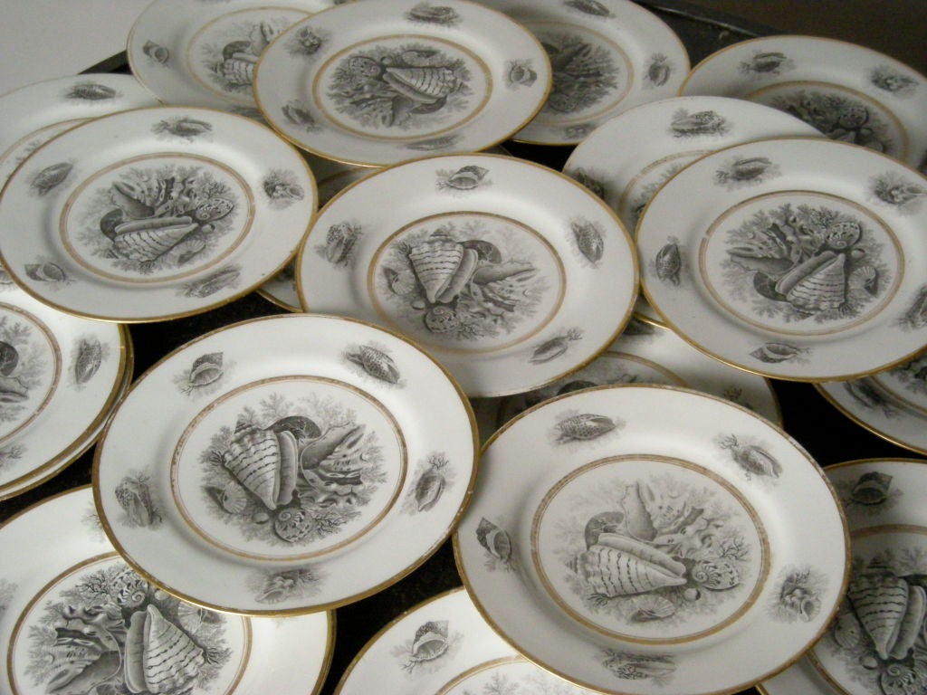 English 22 ROYAL WORCESTER PORCELAIN SHELL DECORATED PLATES , c.1810