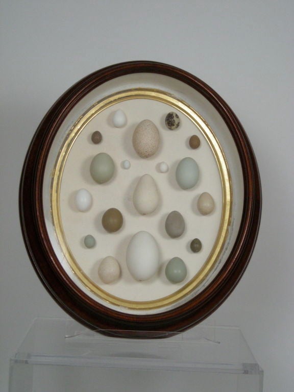 Walnut OVAL SHADOW BOX WITH BIRDS' EGGS