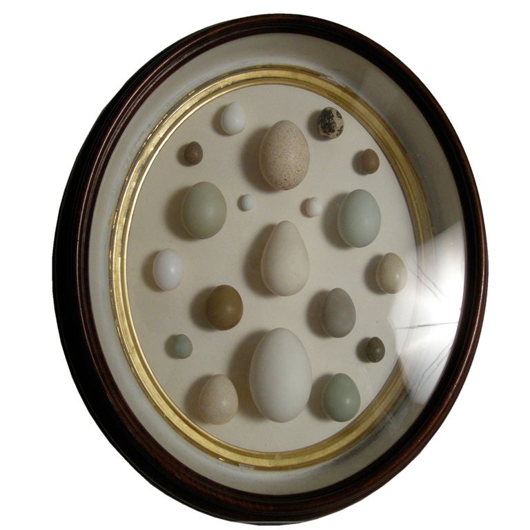 OVAL SHADOW BOX WITH BIRDS' EGGS