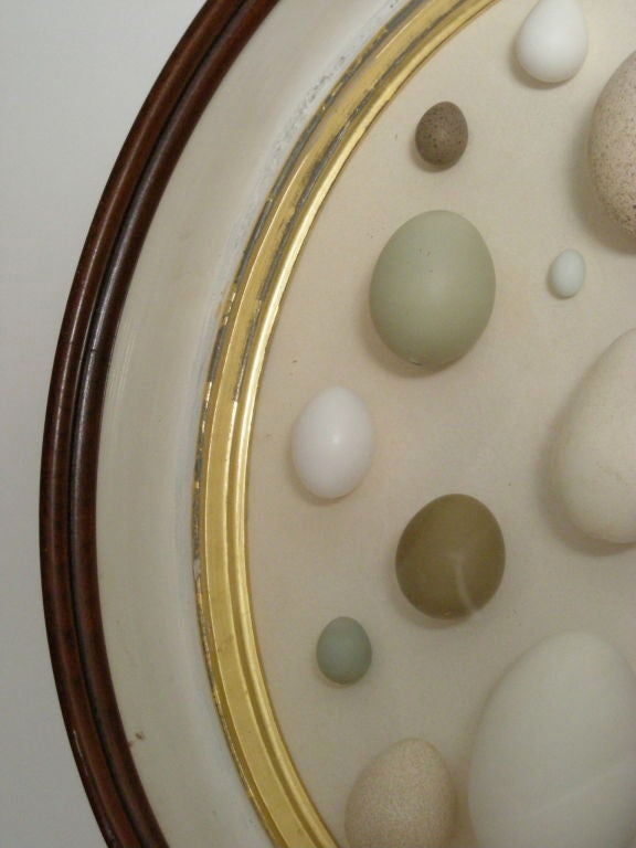 American OVAL SHADOW BOX WITH BIRDS' EGGS