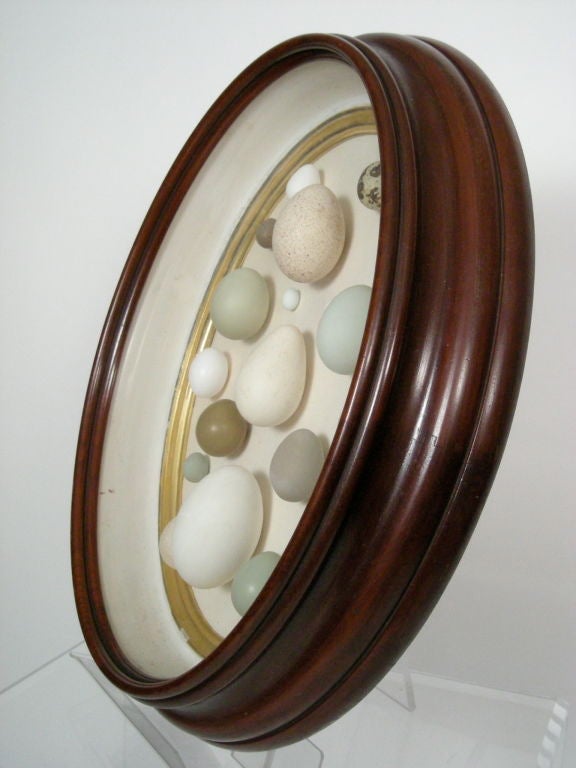 19th Century OVAL SHADOW BOX WITH BIRDS' EGGS