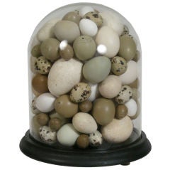 Antique 19TH C BELL JAR WITH BIRDS' EGGS