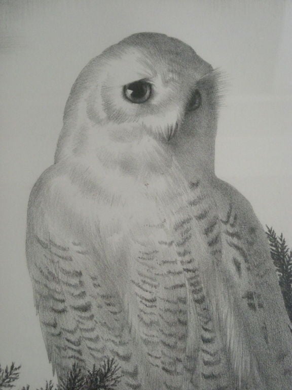 STOW WENGENROTH LITHOGRAPH  OF A SNOWY OWL In Excellent Condition In Essex, MA