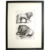 ENGRAVING OF LIONS BY MATTHAEUS MERIAN THE YOUNGER (1627-1681)
