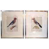 Pair of mulicolored birds