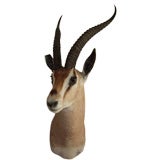Antique Gazelle shoulder mount