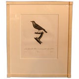 Bird engravings