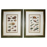 Set of Four 18th Century Hand-Colored Engravings of Shells