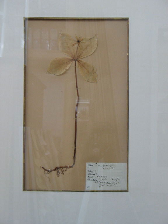 Collecting botanical specimens was a popular pastime at the turn of the last century.  This framed page is from one person's field specimen book.  Framed beautifully with a 22k gold frame and silk matte.