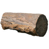 Fossilized softwood tree trunk