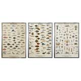 Set Of Three Large Framed Vintage Aquatic Animal Posters