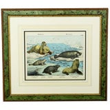 Schubert Framed German Color Lithograph of Marine Mammals