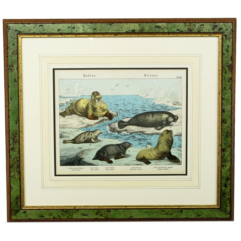 Schubert Framed German Color Lithograph of Marine Mammals