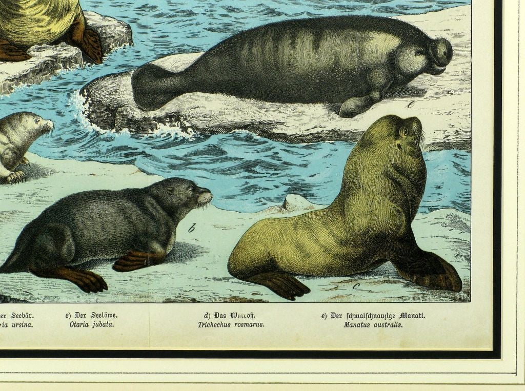 19th Century Schubert Framed German Color Lithograph of Marine Mammals