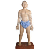 Old and Whimsical Acupuncture Model