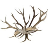 Antler Wall Sconces